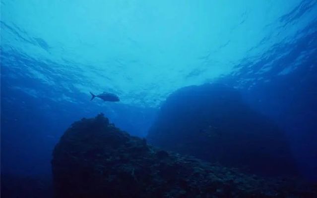 海象魚的生態(tài)適應(yīng)能力，海象魚的生態(tài)適應(yīng)能力主要體現(xiàn)在以下幾個(gè)方面 龍魚百科 第5張