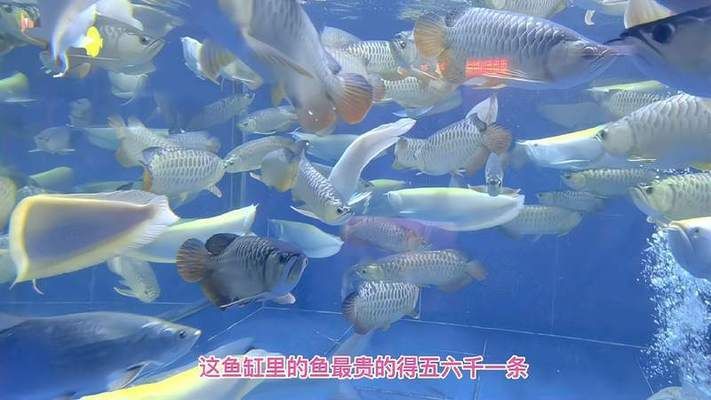 金龍魚是新加坡的，金龍魚為什么會成為新加坡的國寶，它對新加坡旅游業(yè)有什么影響