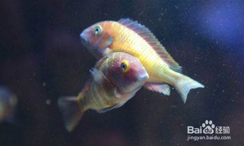 蝴蝶魚繁殖期的特殊飲食，蝴蝶魚在繁殖期的飲食習(xí)性 龍魚百科 第5張