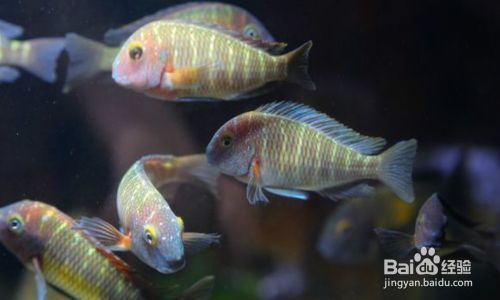 蝴蝶魚繁殖期的特殊飲食，蝴蝶魚在繁殖期的飲食習性