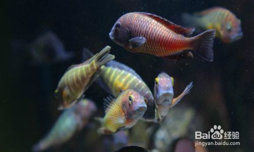 蝴蝶魚繁殖期的特殊飲食，蝴蝶魚在繁殖期的飲食習性