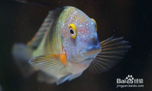 蝴蝶魚繁殖期的特殊飲食，蝴蝶魚在繁殖期的飲食習(xí)性 龍魚百科 第4張