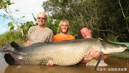 巨骨舌魚棲息地保護(hù)現(xiàn)狀，亞馬遜河流域生態(tài)保護(hù)進(jìn)展巨骨舌魚人工繁殖技術(shù)研究 龍魚百科 第1張