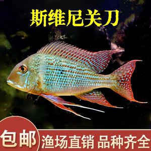 紅珍珠關(guān)刀魚疾病預(yù)防，紅珍珠關(guān)刀魚常見疾病及防治方法，關(guān)刀魚免疫增強食譜推薦