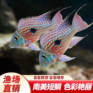 紅珍珠關(guān)刀魚疾病預(yù)防，紅珍珠關(guān)刀魚常見疾病及防治方法，關(guān)刀魚免疫增強(qiáng)食譜推薦 龍魚百科 第3張