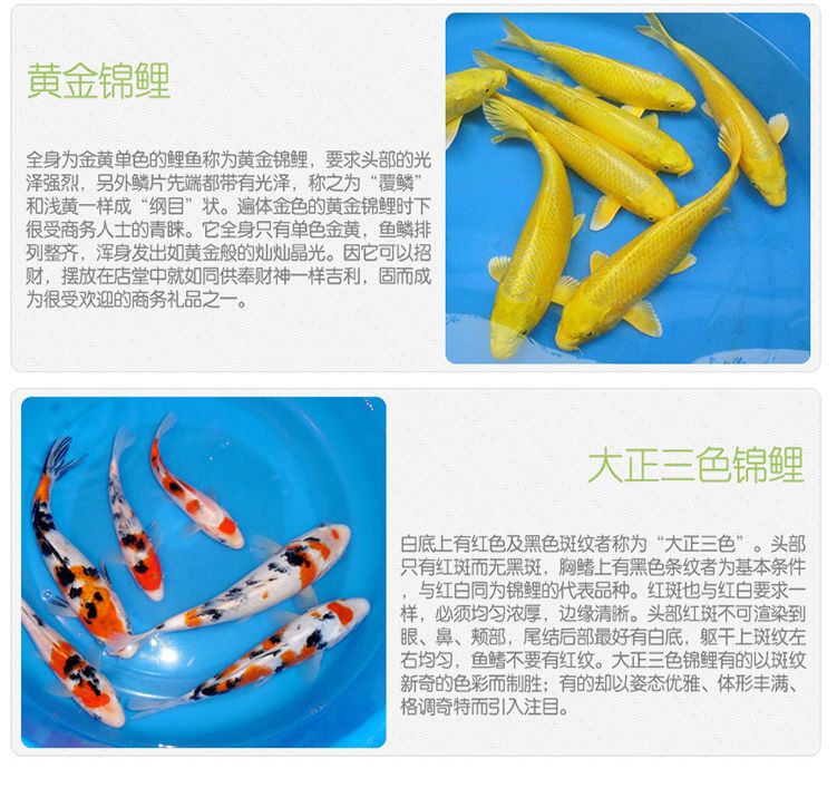 丹頂錦鯉換水操作步驟，丹頂錦鯉怎么換水 龍魚百科 第1張