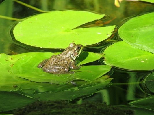 龍魚(yú)過(guò)濾要用哪些濾材，龍魚(yú)過(guò)濾濾材包括物理濾材和生物濾材和生物濾材和生物濾材 龍魚(yú)百科 第3張