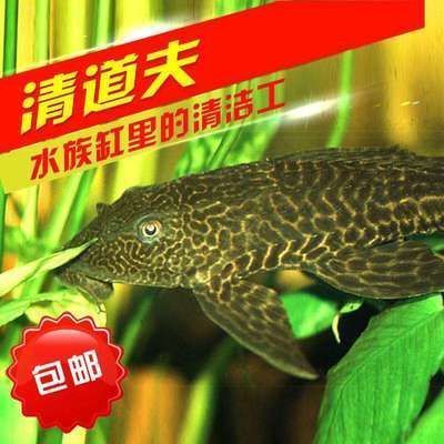 龍魚立鱗恢復(fù)過程， 龍魚百科 第5張