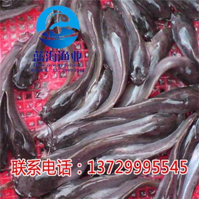 埃及魚苗市場最新價格，埃及魚苗市場最新價格 龍魚百科 第5張