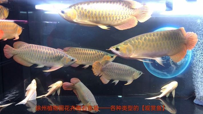 最好看金龍魚送財，金龍魚擺件與家居布局關(guān)系，