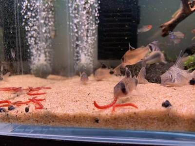 巴西亞魚繁殖期餌料選擇，巴西亞魚繁殖期餌料自制方法 龍魚百科 第3張