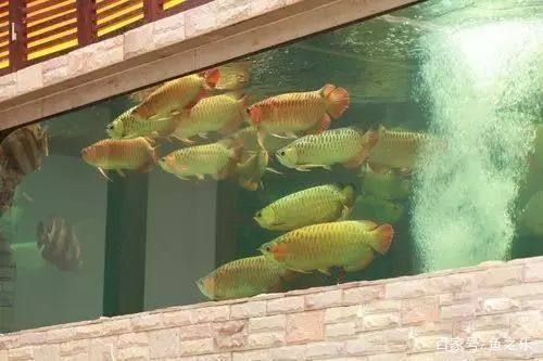 龍魚和巴西亞混養(yǎng)技巧圖解，龍魚和巴西亞混養(yǎng)技巧 龍魚百科 第4張