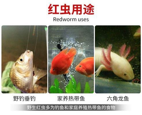 龍魚可以喂紅蟲嗎