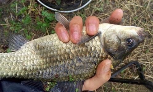 福滿鉆魚適宜水溫范圍， 龍魚百科 第4張