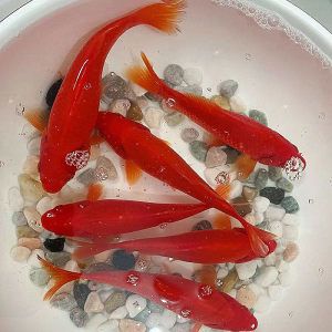 雷龍魚和鯉魚一起養(yǎng)，混養(yǎng)雷龍魚和錦鯉的注意事項(xiàng)