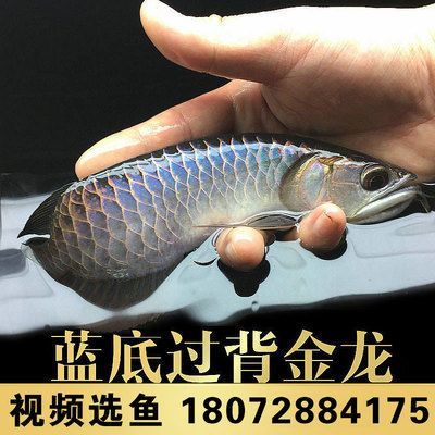 金龍魚古典藍(lán)底