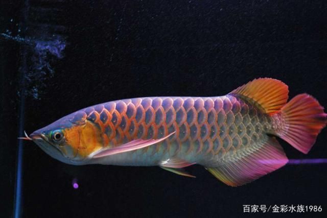 雷龍魚色彩斑斕的原因，雷龍魚的色彩斑斕是由多種因素共同作用的結(jié)果