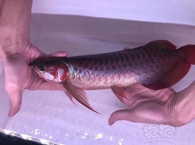 超血紅龍魚活食捕獵技巧，《明日之后》如何捕獵超血紅龍魚 龍魚百科 第3張