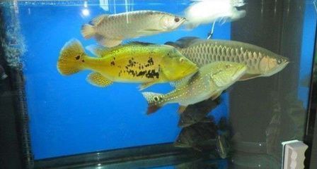 龍魚和招財(cái)魚打架怎么辦，如何判斷龍魚和招財(cái)魚打架的嚴(yán)重程度 龍魚百科 第3張