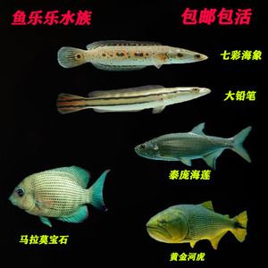 馬拉莫寶石魚最佳飼料品牌，馬拉莫寶石魚最佳飼料品牌介紹