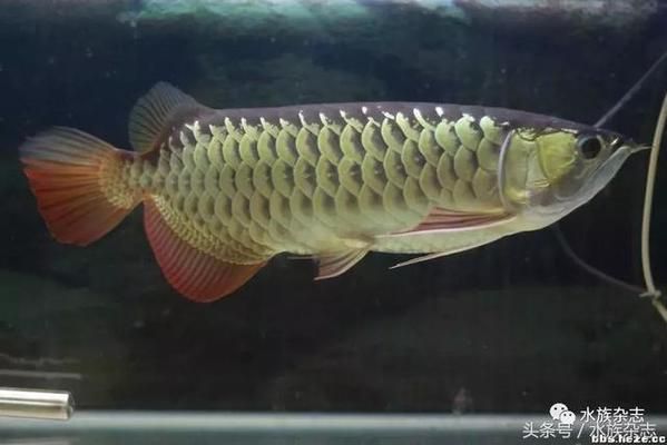 龍魚叫什么名字，關(guān)于龍魚的一些名稱信息