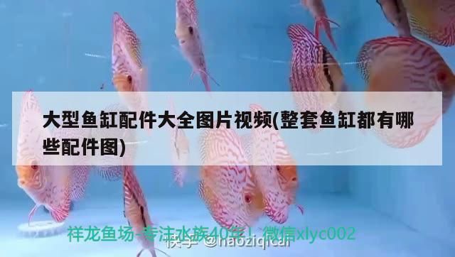 深圳市寶安區(qū)松崗森森水族館，深圳寶安區(qū)松崗森森水族館是一個(gè)寓教于樂(lè)的好去處