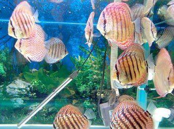 七彩神仙魚招財效果研究，七彩神仙魚在風水學中具有招財進寶、和氣生財?shù)墓π? title=