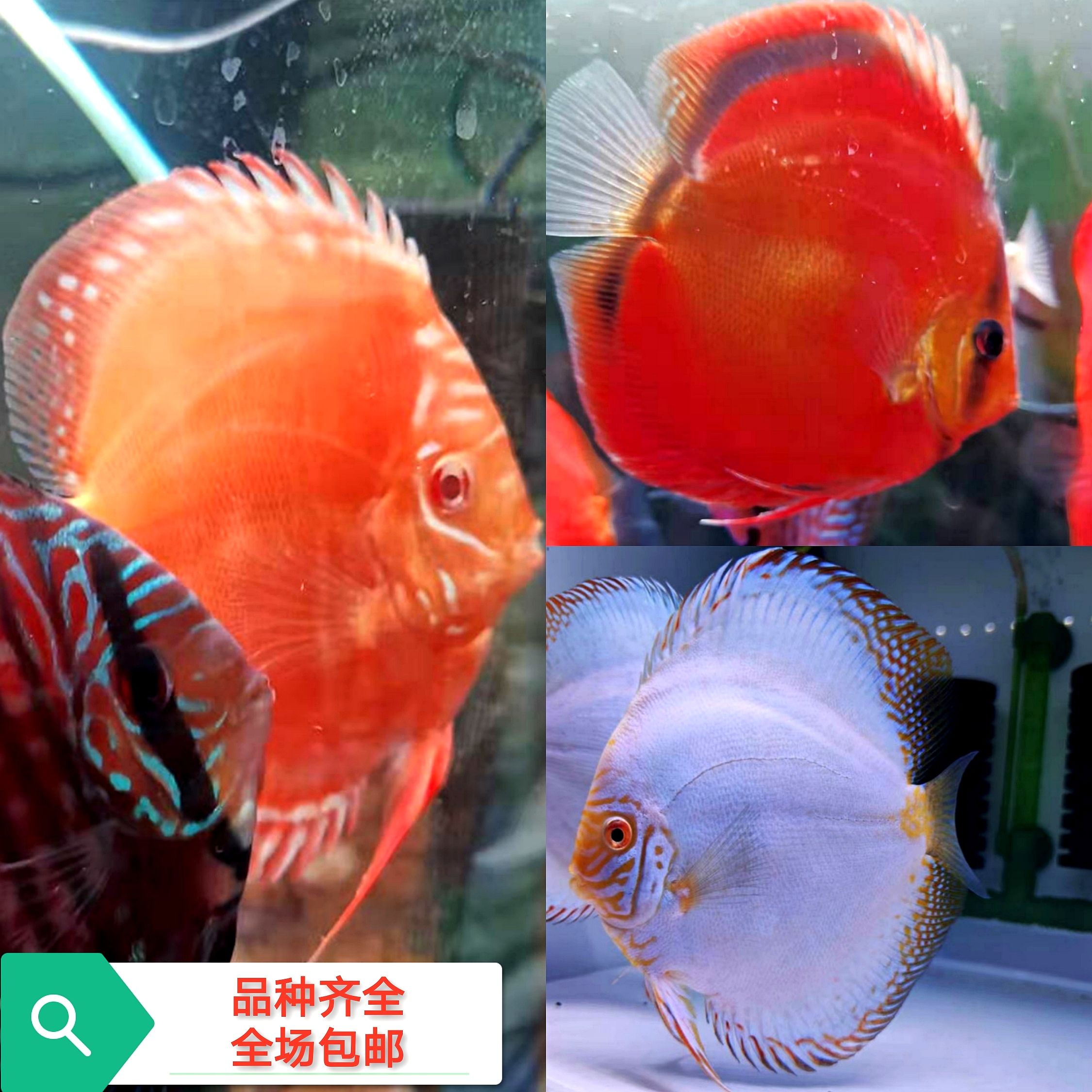 七彩神仙魚招財效果研究，七彩神仙魚在風水學中具有招財進寶、和氣生財?shù)墓π? title=