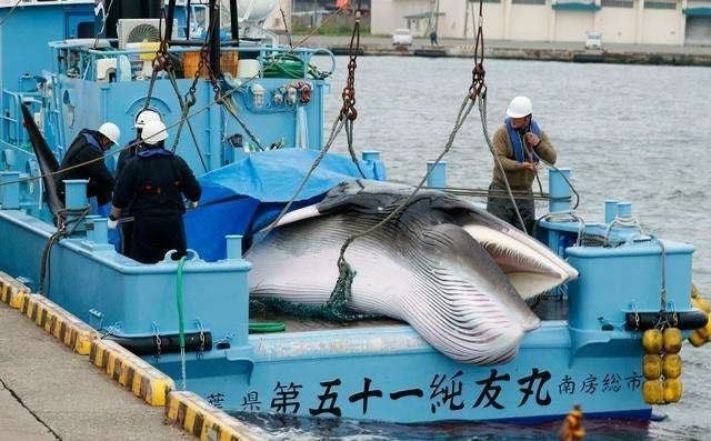 鯨魚(yú)保護(hù)措施有哪些，海洋生態(tài)系統(tǒng)中的關(guān)鍵物種，鯨魚(yú)保護(hù)法規(guī)的具體內(nèi)容