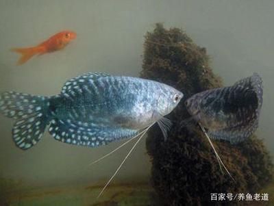 龍魚(yú)缸清潔魚(yú) 貼吧，如何選擇適合龍魚(yú)的清潔魚(yú) 龍魚(yú)百科 第3張