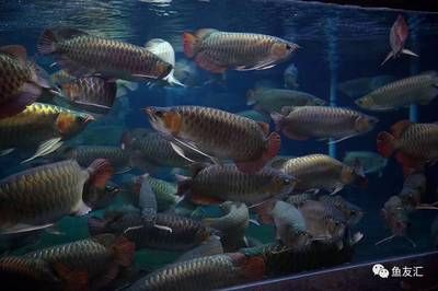 龍港區(qū)鳳國水族館，葫蘆島龍港區(qū)鳳國水族館觀賞魚及魚缸、鮮花銷售