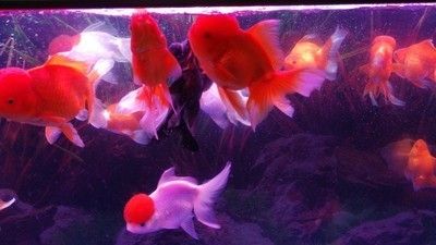 血紅龍魚多少錢一條，關(guān)于血紅龍魚的問題 水族問答