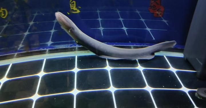 寧波市北侖區(qū)新碶濤濤水族館，寧波市北侖區(qū)新碶濤濤水族館是一個集教育、娛樂和科普于一體的綜合性水族館