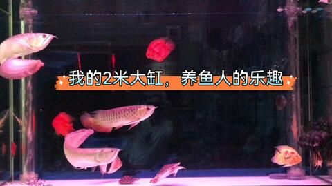 紅龍魚換水操作指南，紅龍魚換水前后注意事項紅龍魚換水前后注意事項 龍魚百科 第5張