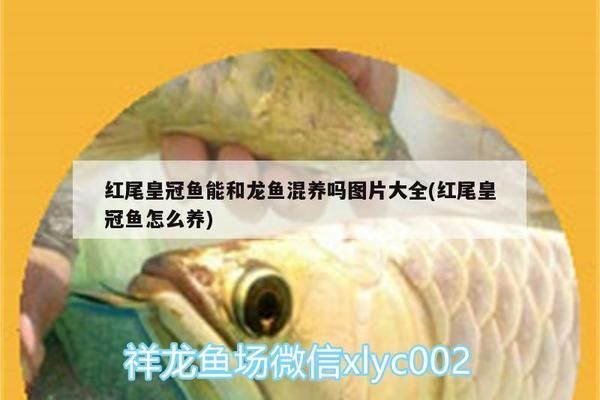 紅尾皇冠可以和龍魚混養(yǎng)嗎，紅尾皇冠魚和龍魚可以混養(yǎng)