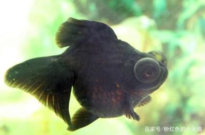 最漂亮金龍魚是什么魚啊，世界上最漂亮的金龍魚