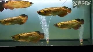 紅龍魚冠軍視頻，紅龍魚冠軍視頻展示了一種觀賞魚其特點(diǎn)是鮮艷的紅色鱗片和強(qiáng)壯的身體