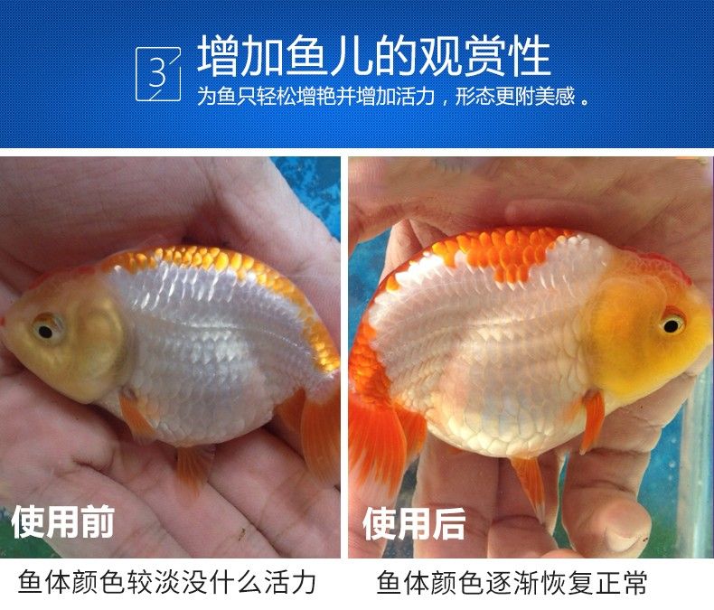 紅龍魚增色劑配方大全 龍魚百科 第4張