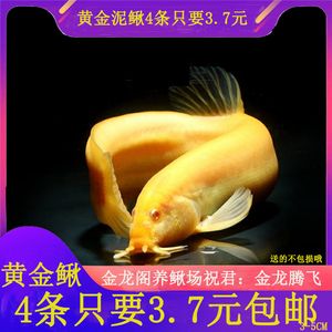 最小金龍魚苗價格