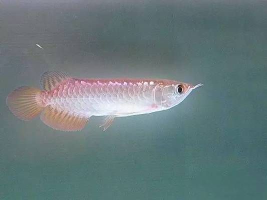 蒙陰縣魚樂圈水族館，山東省臨沂市蒙陰縣魚樂圈水族館 全國觀賞魚市場