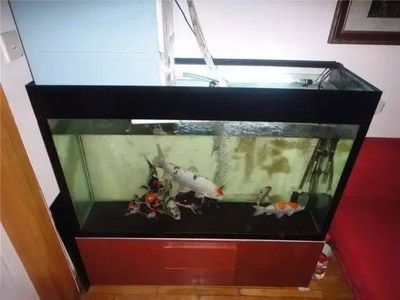 魚缸品牌選擇推薦，森森sunsun魚缸國際銷量排行aquariumworld定制魚缸 龍魚百科 第4張