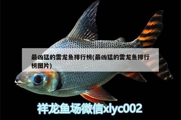 最兇的中型雷龍魚(yú)叫什么，