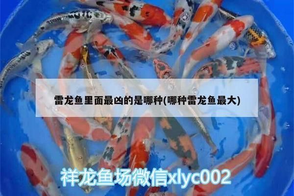 最兇的中型雷龍魚叫什么， 龍魚百科 第2張