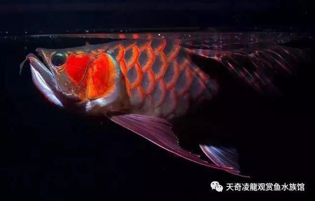 龍魚上色技巧喂藥上色，龍魚上色技巧中，喂藥上色是一種常見且有效的方法 龍魚百科 第5張