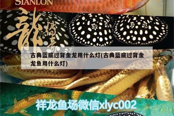 古典過背金龍魚用什么燈光好看呢，古典過背金龍魚燈光選擇