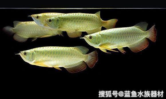 龍魚改食方法圖解，龍魚改食方法圖解， 龍魚百科 第2張