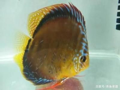 龍魚可以喂魚食嗎 龍魚百科 第1張