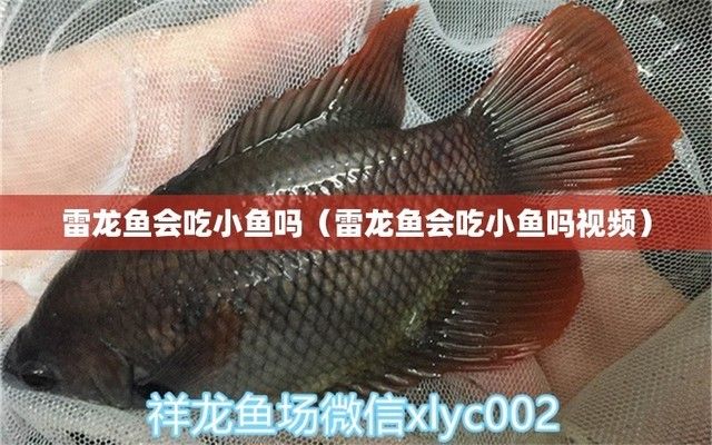 雷龍魚吃小金魚會(huì)死嗎，雷龍魚吃小金魚會(huì)導(dǎo)致小金魚死亡嗎？ 龍魚百科 第3張