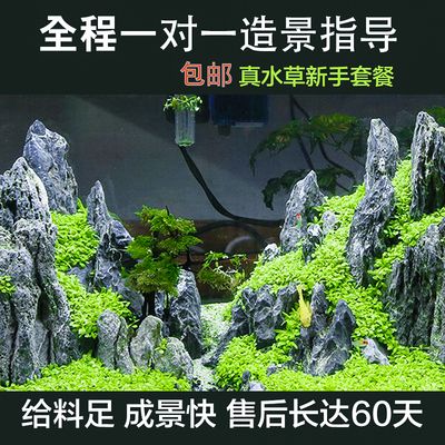 龍魚漁場四大品牌是什么牌子的，龍魚漁場的四大品牌中，哪一個品牌的龍魚更容易適應(yīng)家庭環(huán)境？