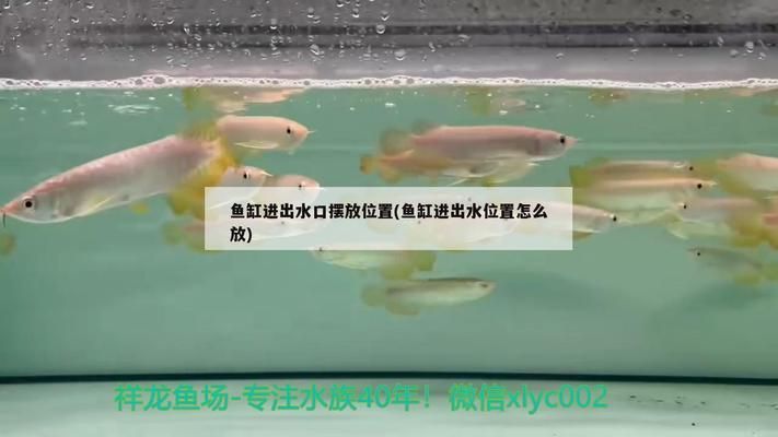 性價(jià)比高的龍魚缸推薦